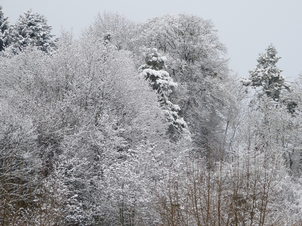 froid2021-4.jpg