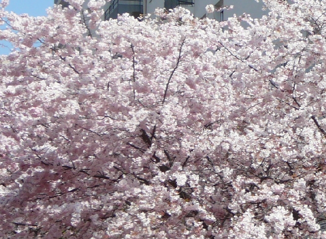 printemps2021.jpg