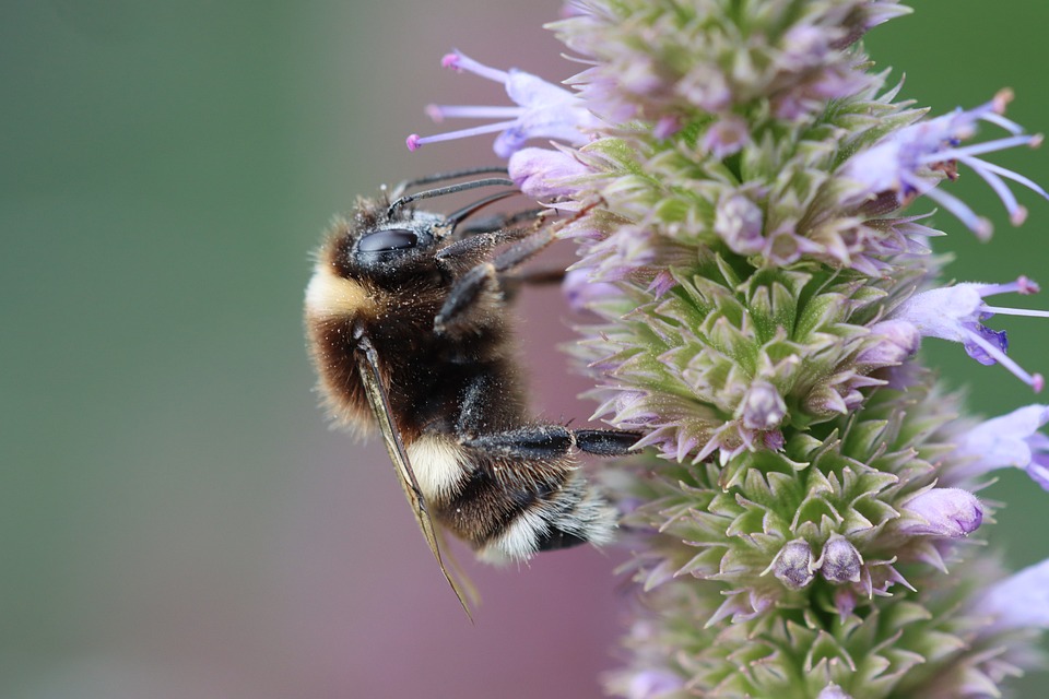 fleur2024-2.jpg