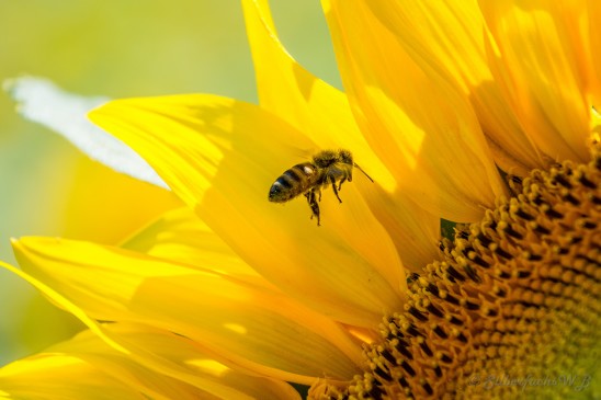 canicule2019-4.jpg