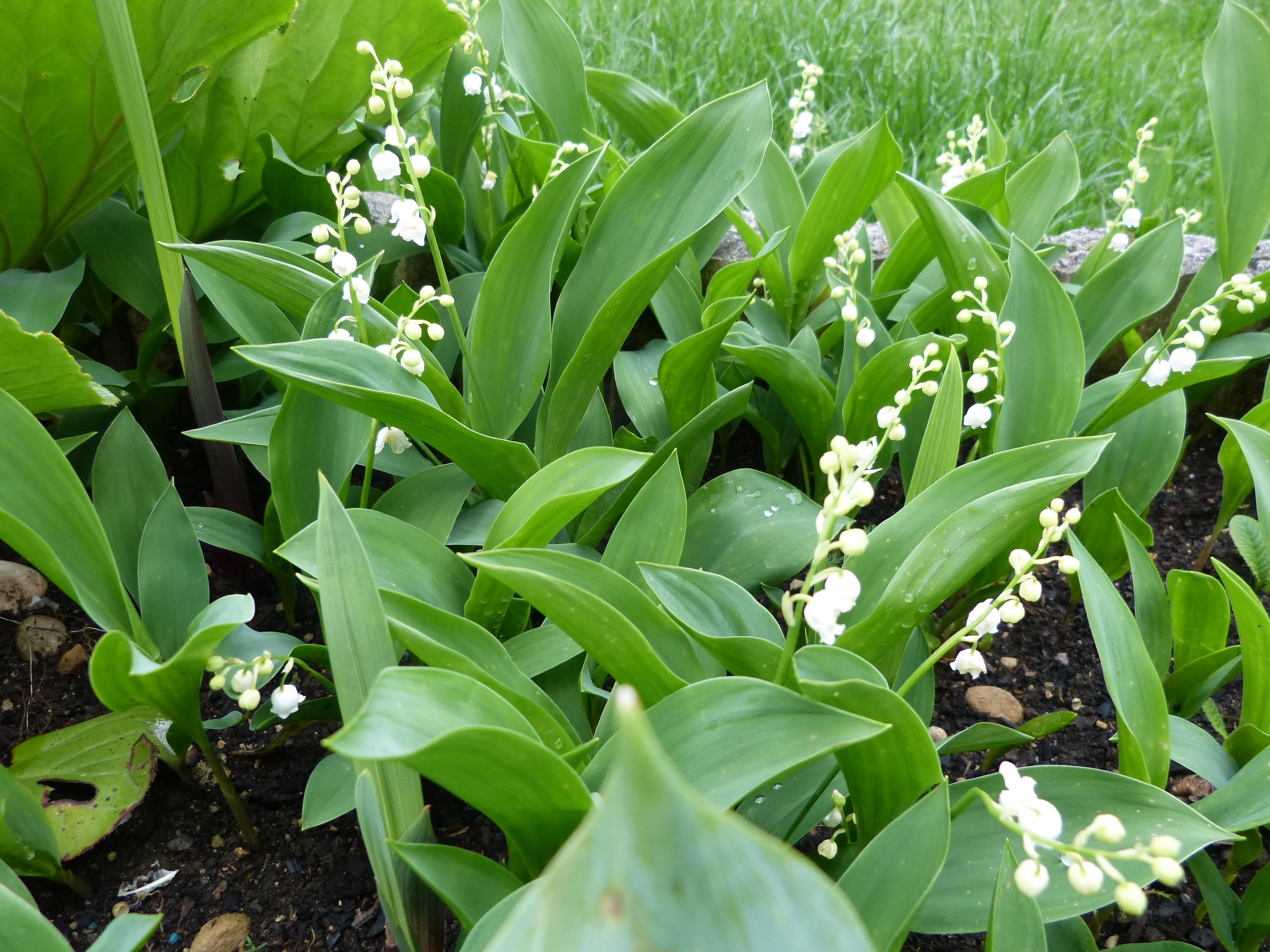 muguet010513.jpg