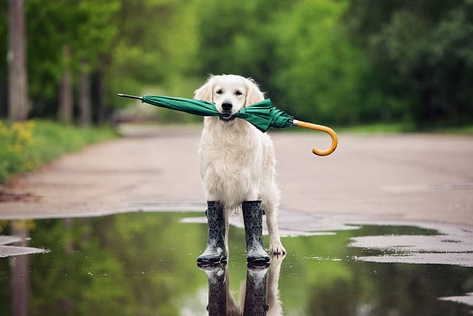 parapluie2019-2..jpg