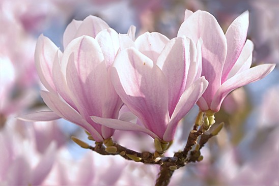 printemps2019-2.jpg