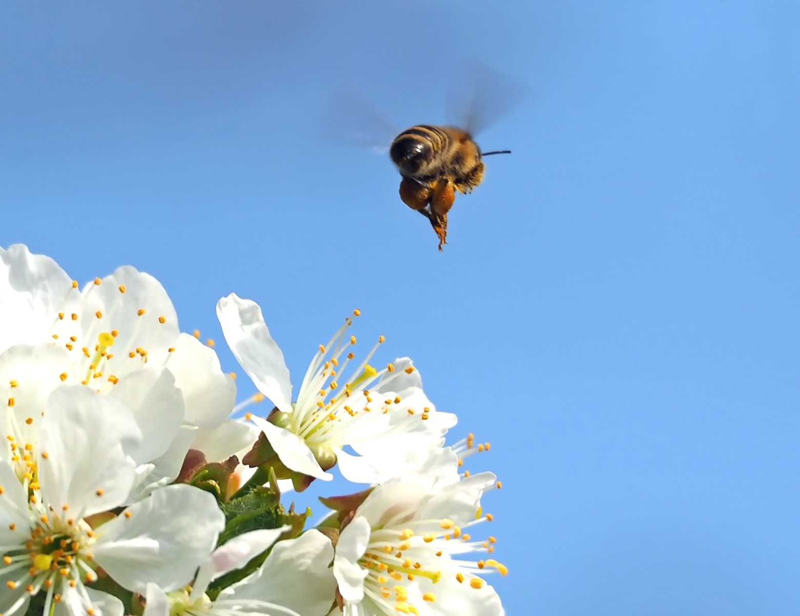 printemps2019-4.jpg
