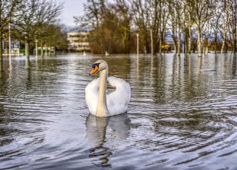 cygne.jpg
